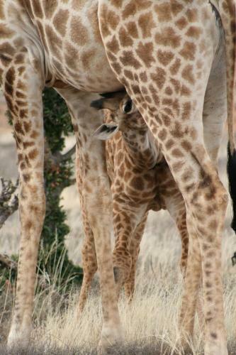 Samara Private Game Reserve Karoo Lodge