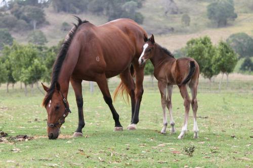 Agroturismo Cbr Equine Cottage