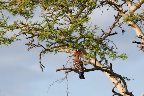 Hostal Zululand Tree Lodge