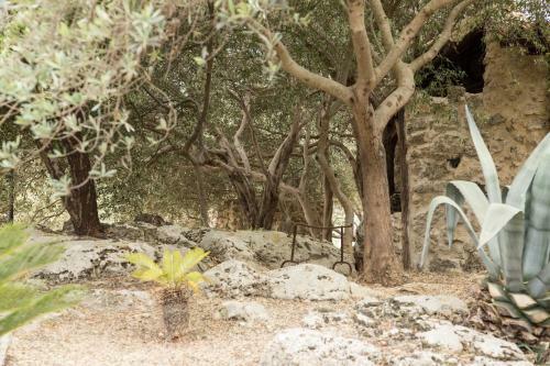 Bed & Breakfast Roba Degli Ulivi