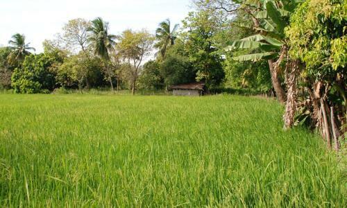 Kuda Oya Cottages