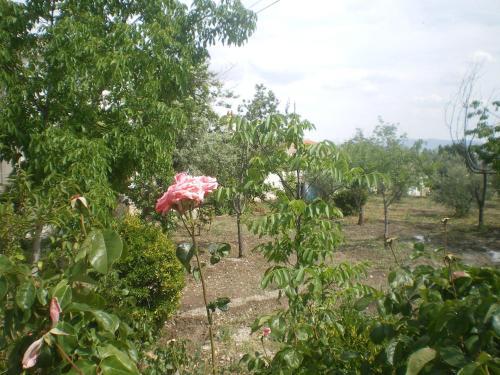 Huerta La Balsa
