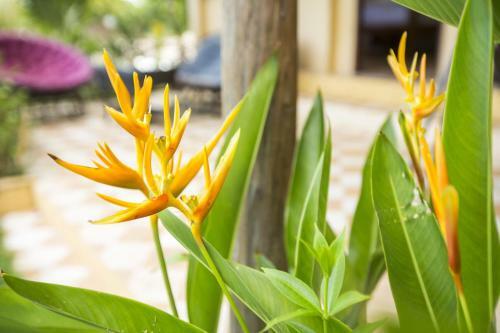 Champa Lodge