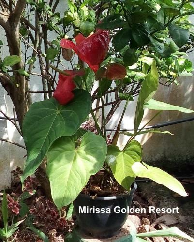 Hostal Mirissa Golden Resort