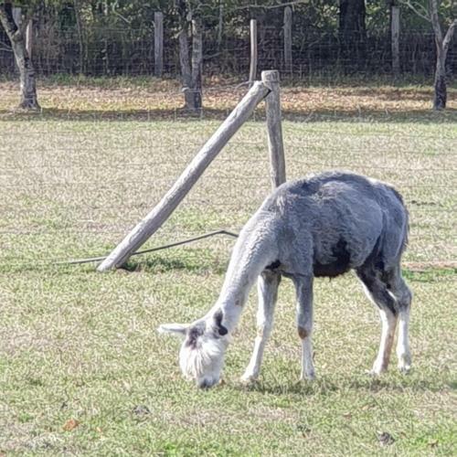 The Alpaca B&B