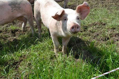 Agroturismo Kleint�dlinggut