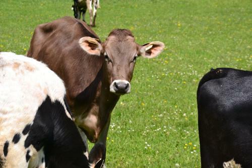 Agroturismo Kleint�dlinggut