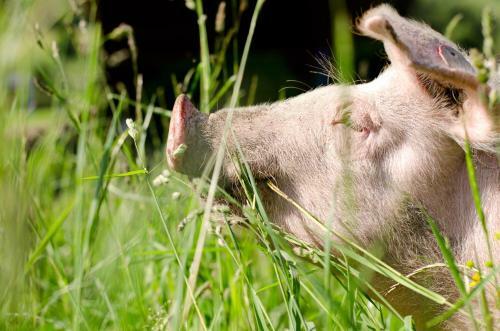 Agroturismo Kleint�dlinggut