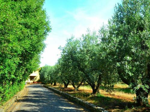 Ortolano