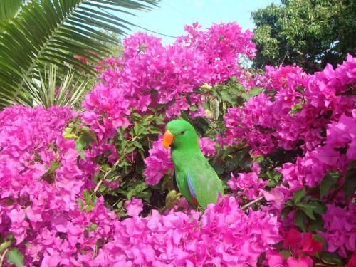 Villa Marine Holiday Apartments Cairns
