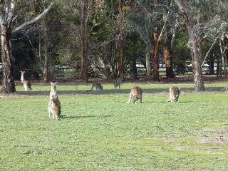 Villa Grampians Getaway