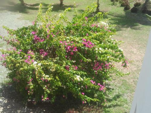 Apartamento Tobago Tranquil Apt. Guest House