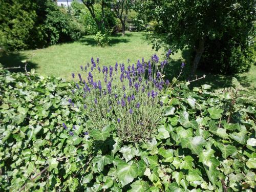 Comfortable Apartment In Langewiese With Private Garden
