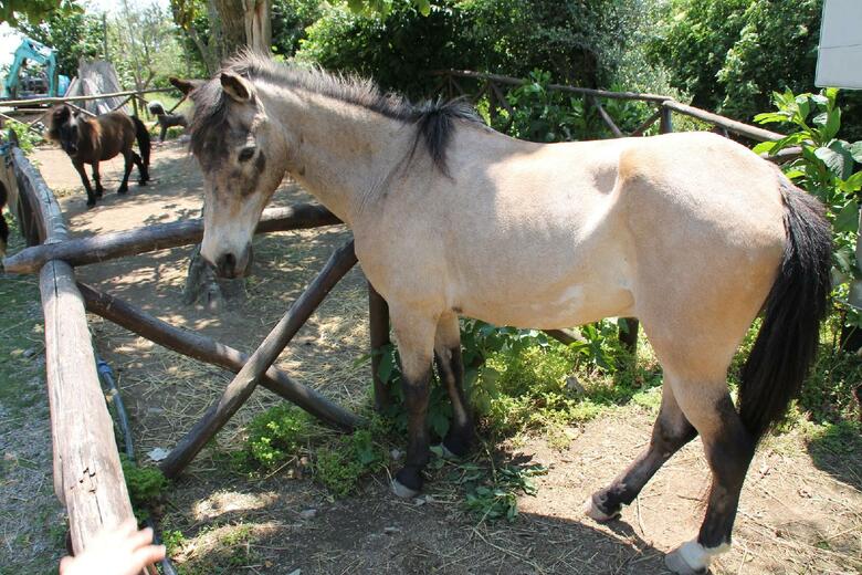 Agroturismo Agriturismo Piccolo Paradiso