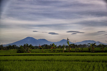 Ngeluwungan Boutique Villa