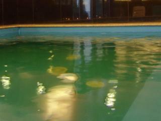 Hotel Corvin