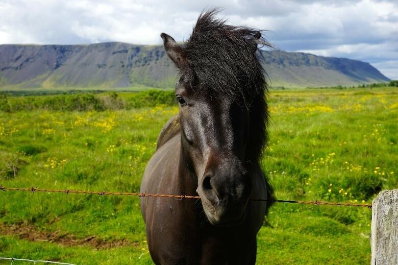 Gesthus Selfoss