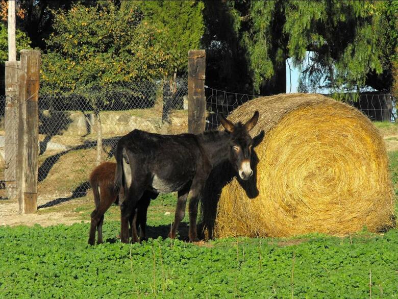Agroturismo Mas Roquet