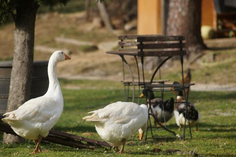 Agroturismo Mas Roquet