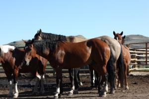 Hotel Ranch At U Cross A5033