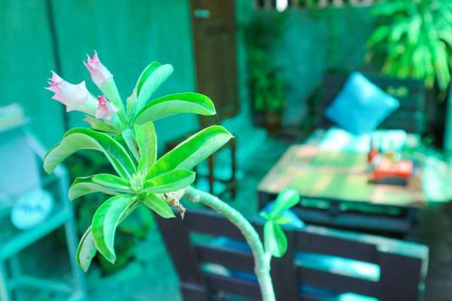 Hostal Old Khmer House 2