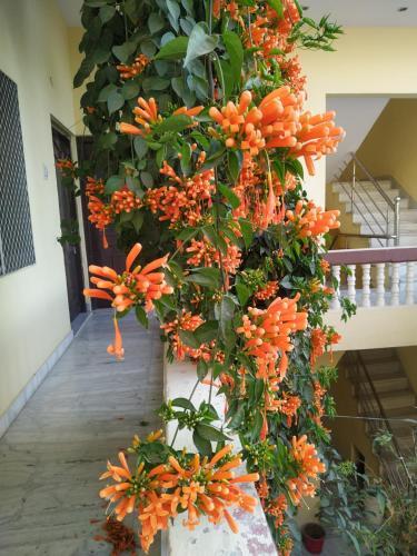 Bed & Breakfast Keshav Palace