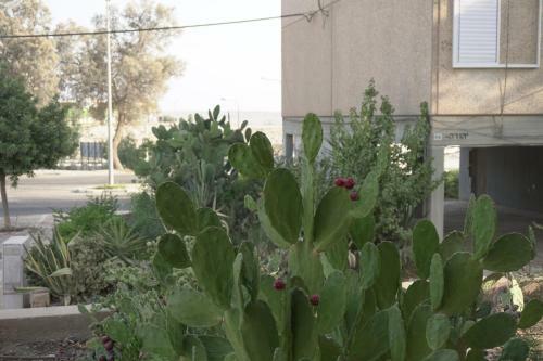 Dead Sea Yehuda Apartments