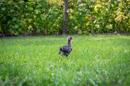 Ferienhaus G�stling