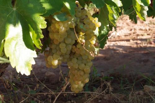 Agroturismo Lo Celler