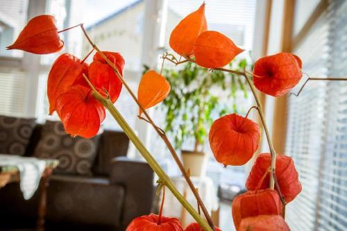 Apartamento Ferienwohnung Gaby