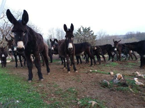 Bed & Breakfast Ranch Radin