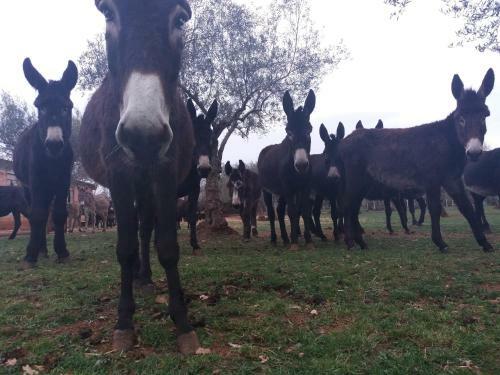 Bed & Breakfast Ranch Radin