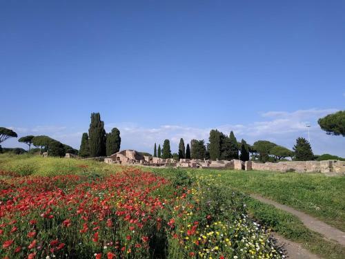 Le Cicale