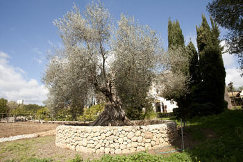 Agroturismo Sa Vinya Des Convent