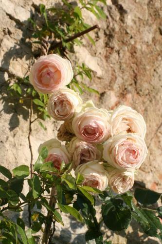 Agroturismo Bioagriturismo Podere Montisi