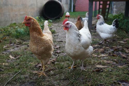 Agroturismo Fermeaust