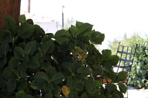 Hostal Guesthouse Kolenti