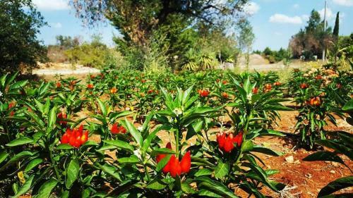 Agroturismo Bio Casale Marchesi
