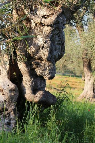 Agroturismo Bio Casale Marchesi
