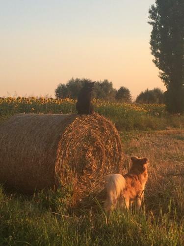 Agroturismo Corte San Giuliano