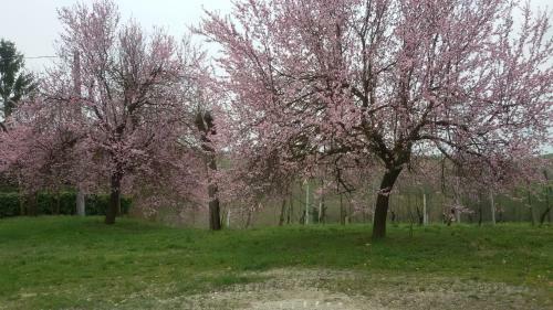 Bed & Breakfast Cascina Torello