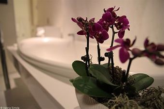 Bed & Breakfast Suite Sistina