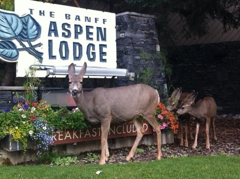 Hotel Banff Aspen Lodge