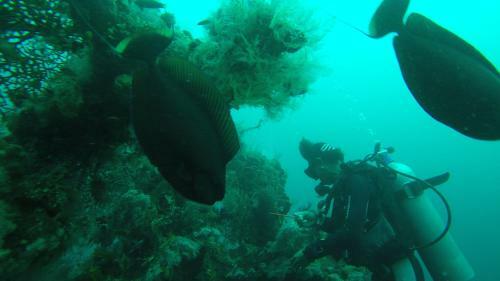 Hotel Ocean View Dive Resort Tulamben
