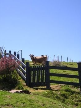 Agroturismo Nightingale Falls Farmstay Retreat