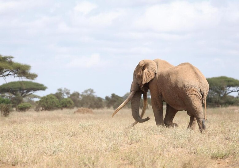 Ol Tukai Lodge Amboseli