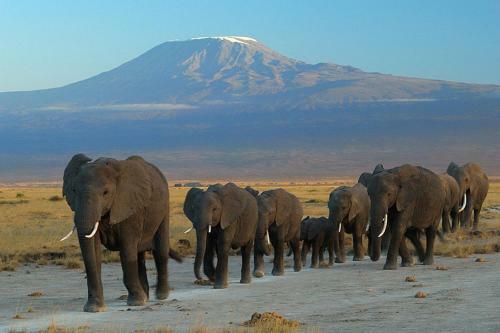 Maasai Simba Camp