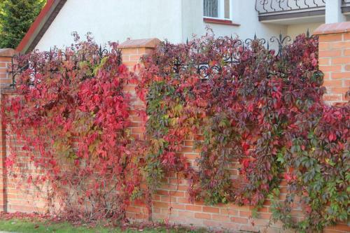 Hostal Villa Severin