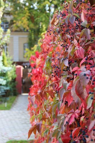 Hostal Villa Severin