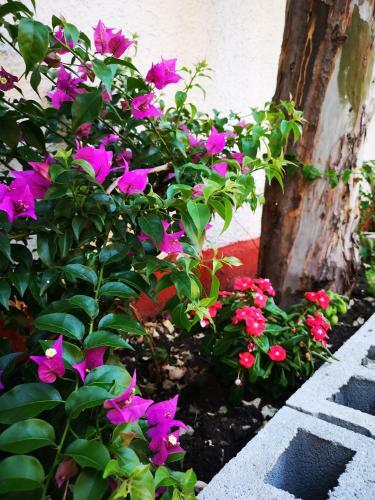Camping B&B Gioiosa